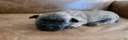 Cairn Terrier dogs for sale: Dark Sky  - Ad 1