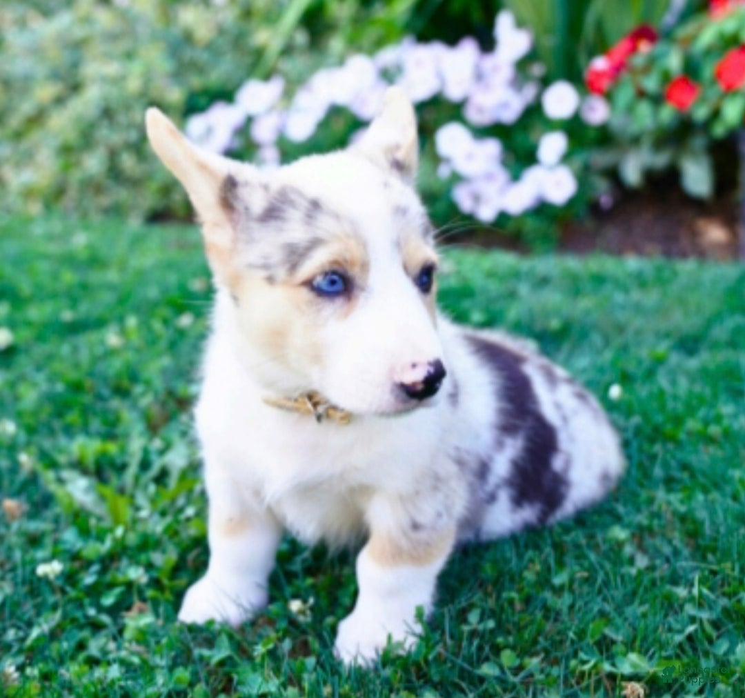 Welsh Corgi Pembroke dogs for sale: Randy 🌟 ADOPTION SPECIAL - Ad 12