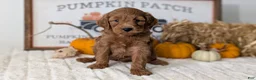 Mini Goldendoodle dogs for sale: Jackson - Ad 7