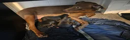 Pitsky dogs for sale: Pitsky 1 - Ad 2