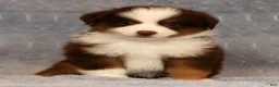 Miniature Australian Shepherd dogs for sale: Finley - Ad 3
