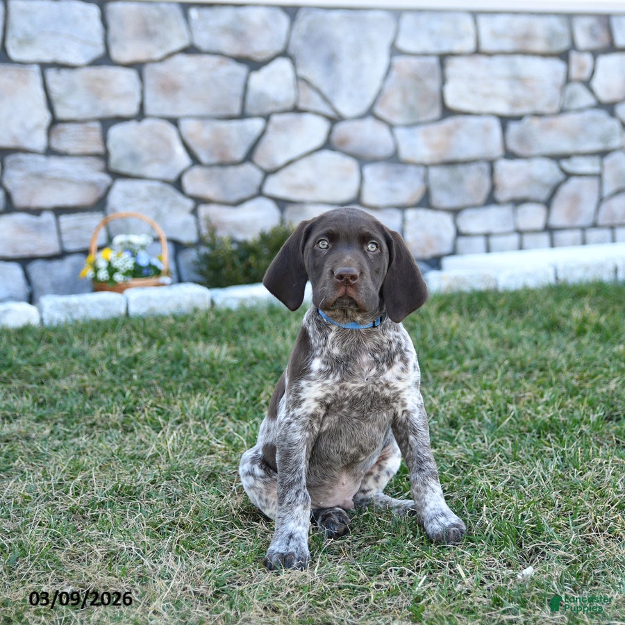German Shorthaired Pointer dogs Kody - Ad 2
