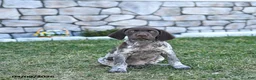 German Shorthaired Pointer dogs for sale: Kody - Ad 2