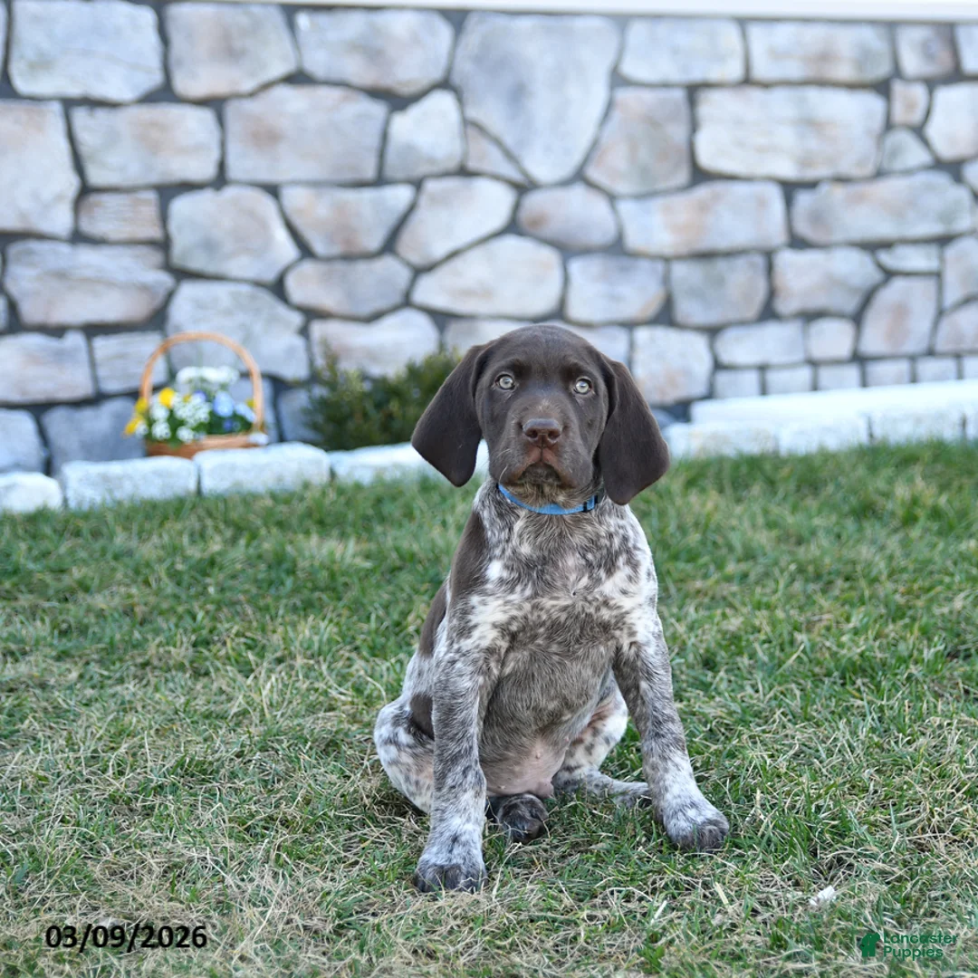 German Shorthaired Pointer dogs for sale: Kody - Ad 2