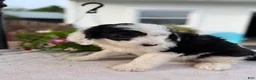 Sheepadoodle dogs for sale: Dolly - Ad 5