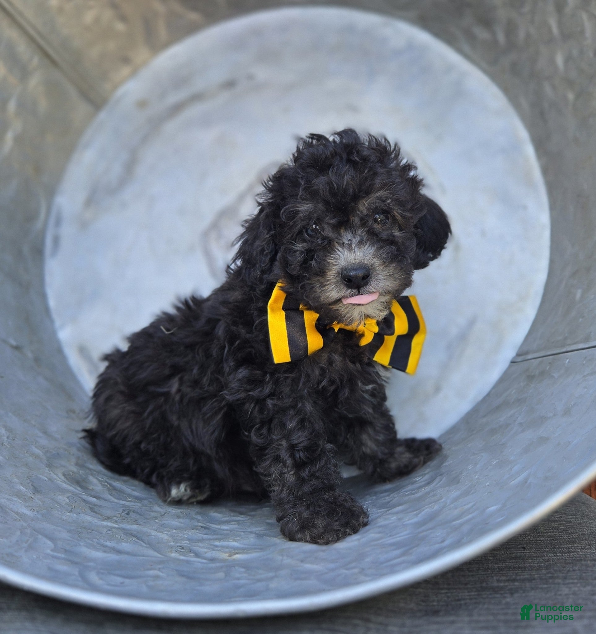 Miniature Poodle dogs Carter - Ad 2