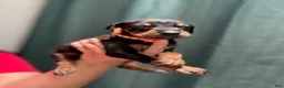 Doberman Pinscher dogs for sale: Orange Collar Male - Ad 3