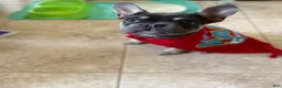 French Bulldog dogs for sale: French Bulldog Puppy 1 - Ad 2