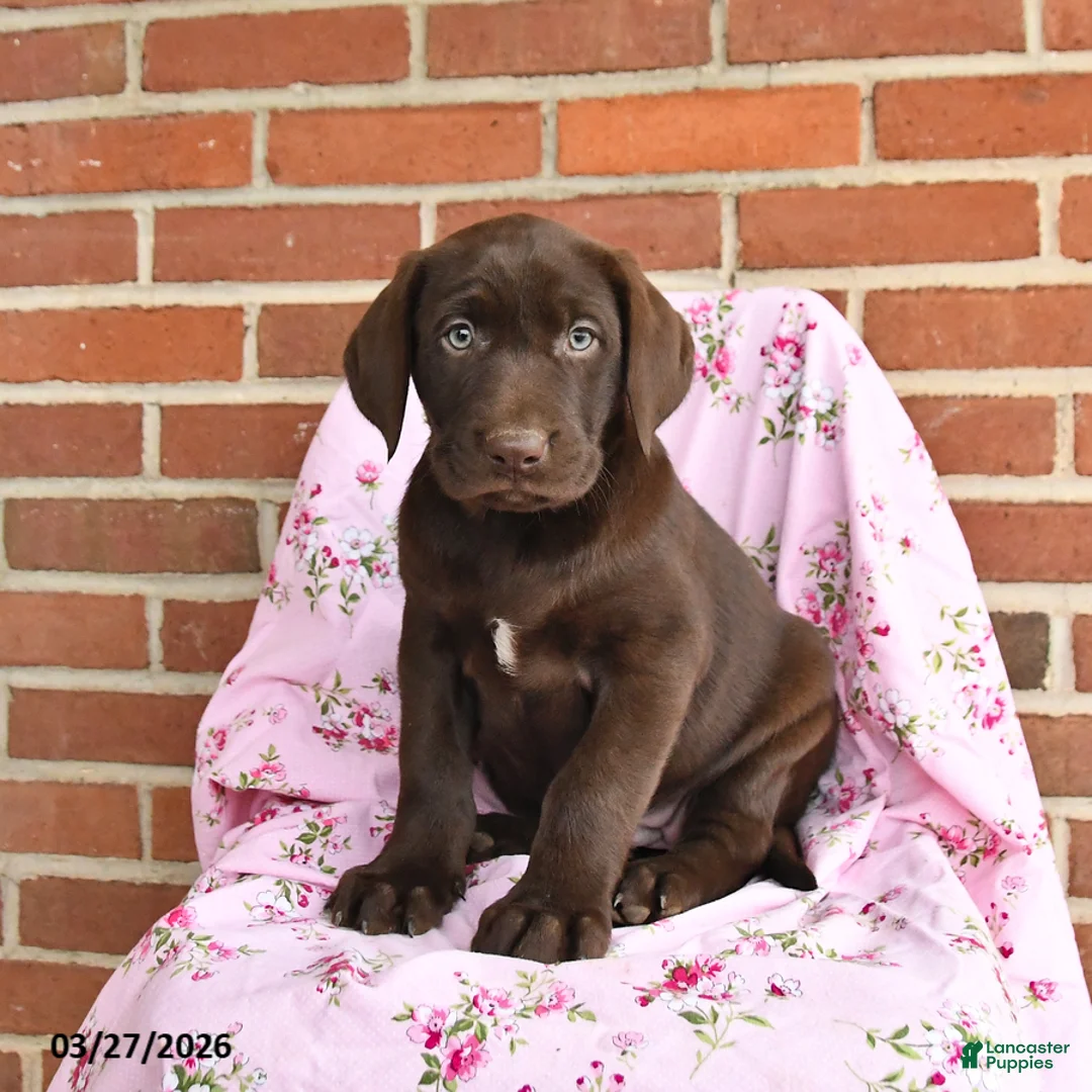 Labrador Retriever dogs for sale: Daffodil  - Ad 1
