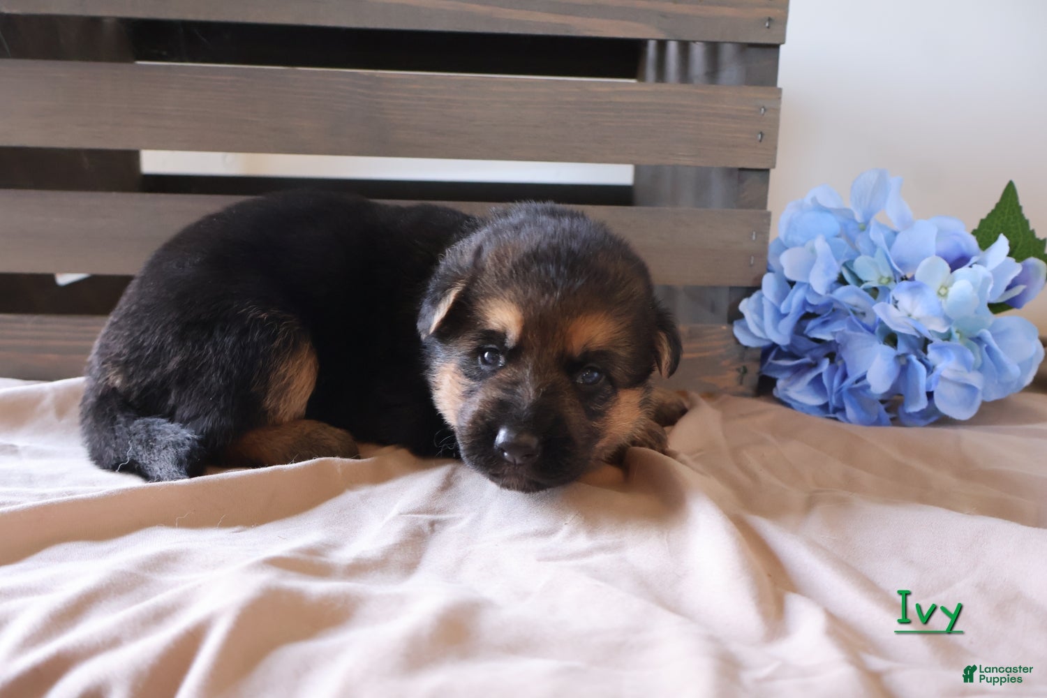 German Shepherd dogs Ivy - Ad 1