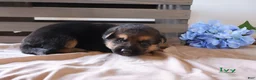 German Shepherd dogs for sale: Ivy - Ad 1