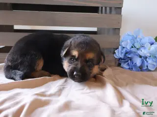 German Shepherd dogs for sale: Ivy - Ad 1