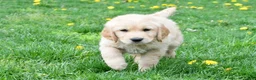 Golden Retriever dogs for sale: Diesel - Ad 12