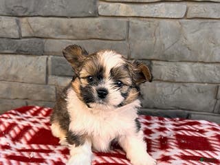 Mixed Breed dogs Gideon - Ad 34