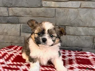 Mixed Breed dogs Gideon - Ad 42