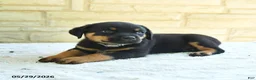Rottweiler dogs for sale: Larenzo - Ad 3