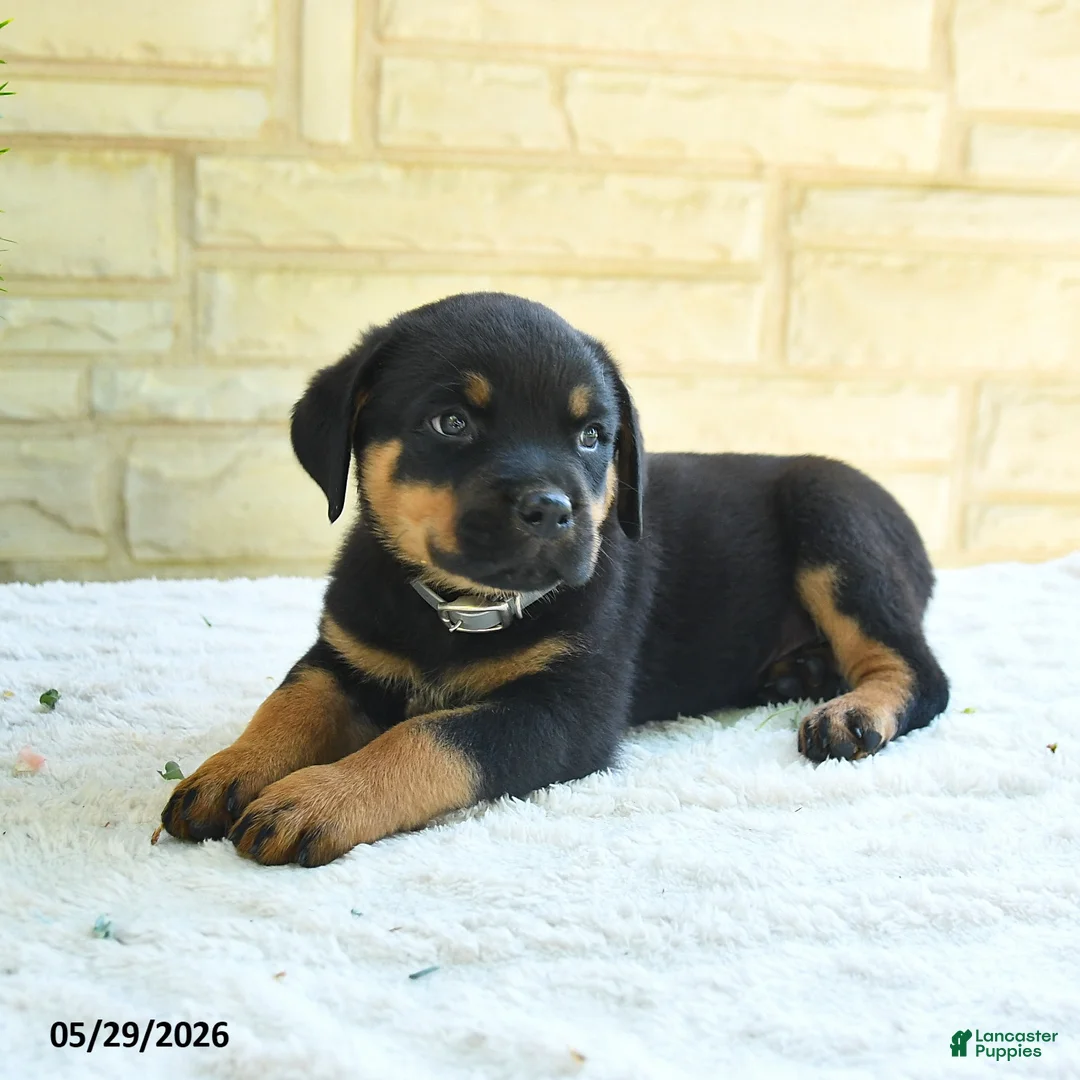 Rottweiler dogs for sale: Larenzo - Ad 3