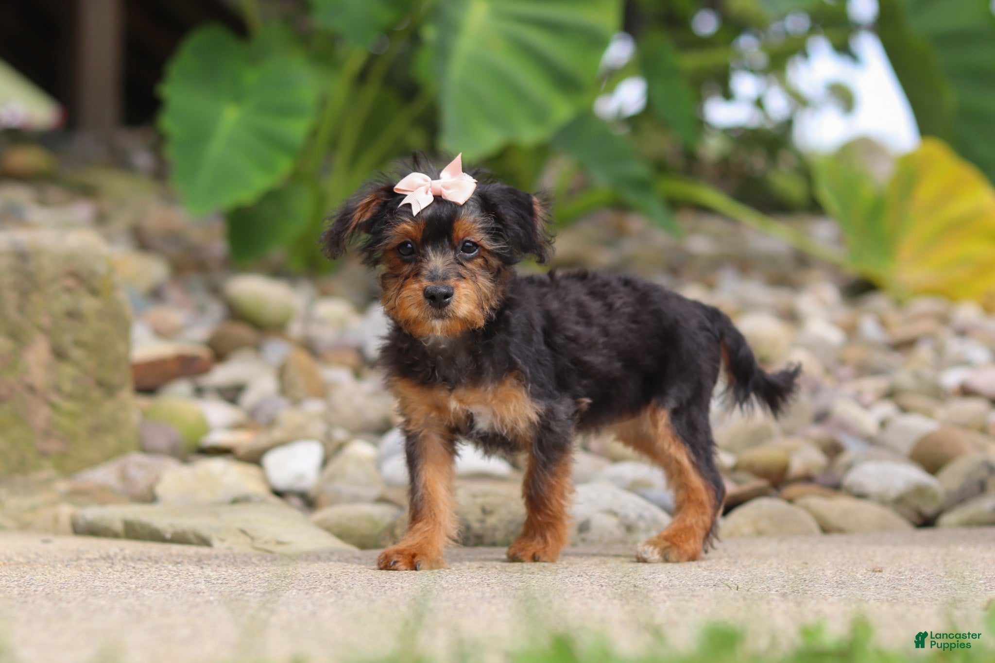Yorkiepoo dogs Riot - Ad 2