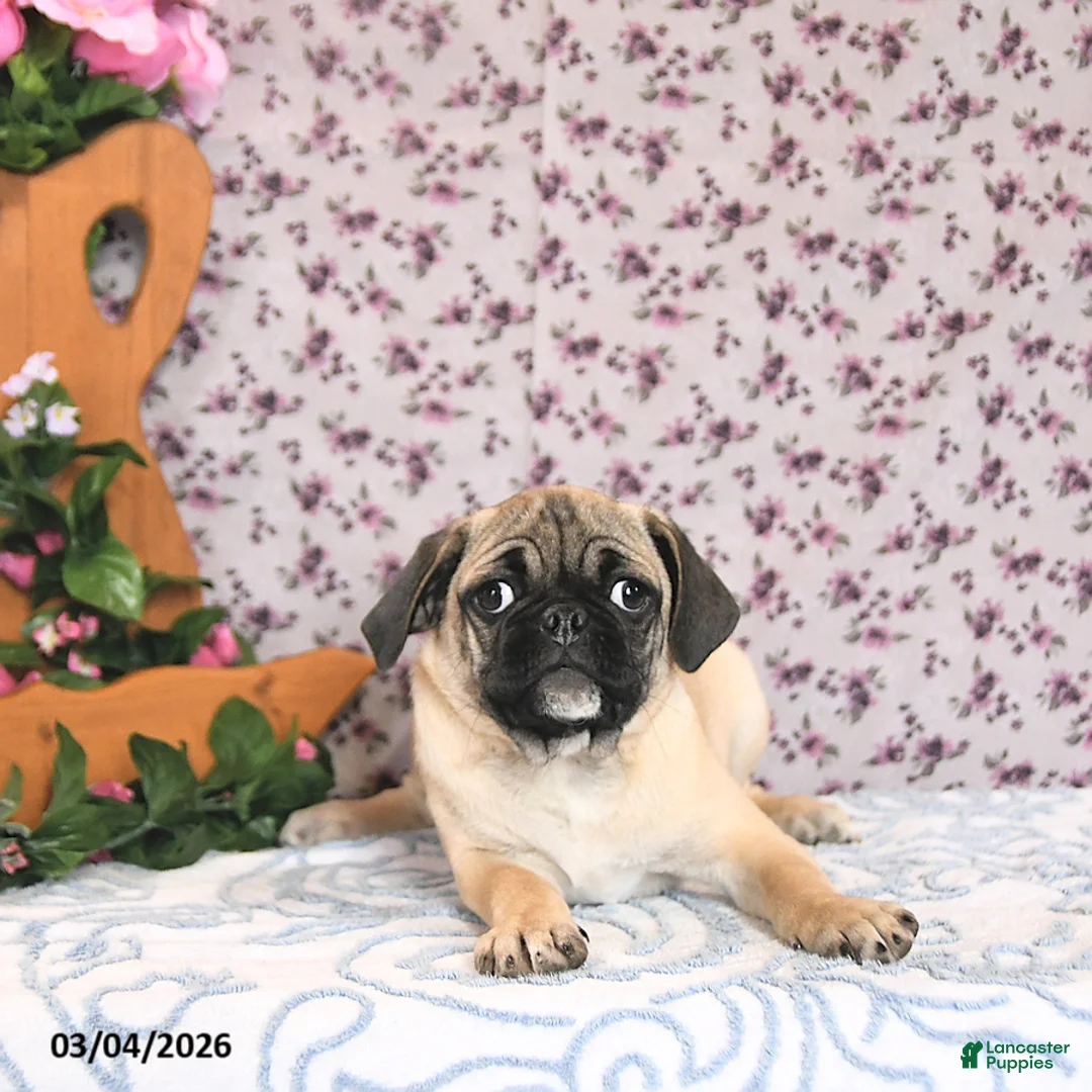 Pug dogs for sale: Lafredo - Ad 1