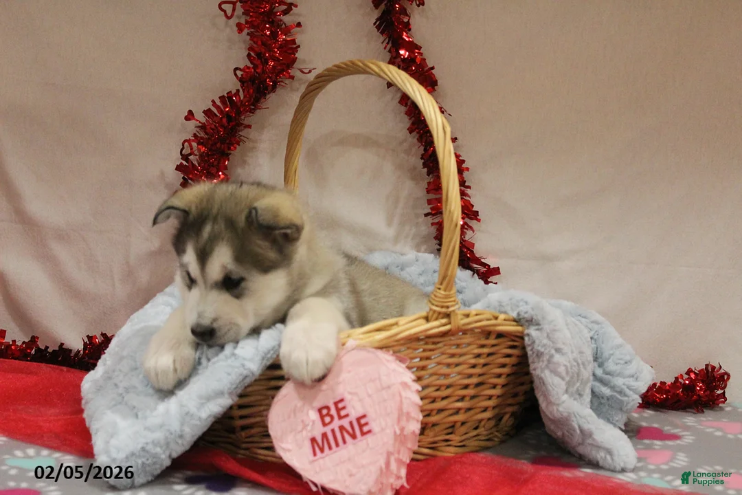 Alaskan Malamute dogs for sale: Arctic - Ad 4