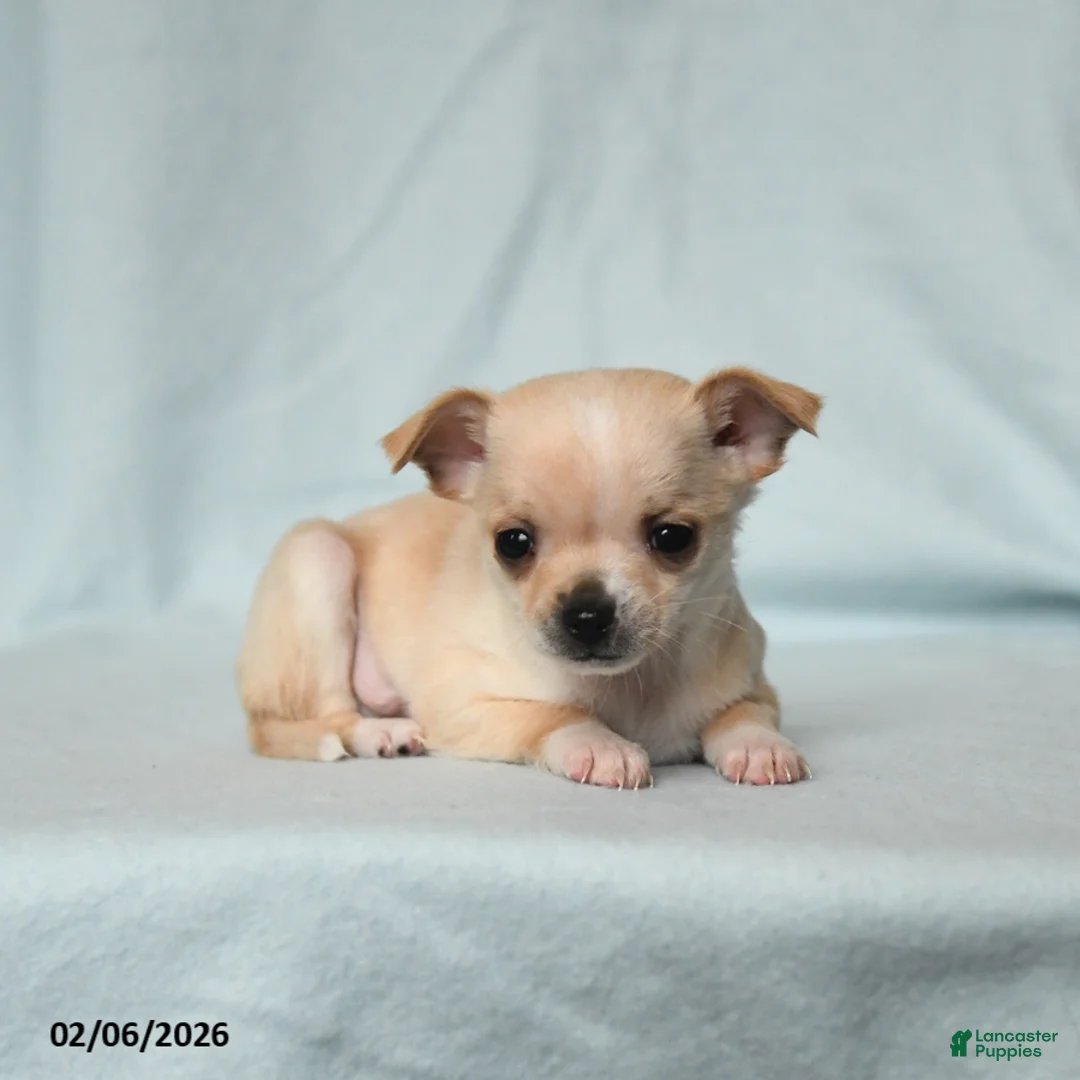 Chihuahua dogs for sale: Teddy - Ad 3