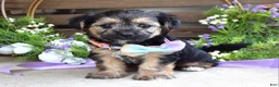 Morkie dogs for sale: Fiona  - Ad 3
