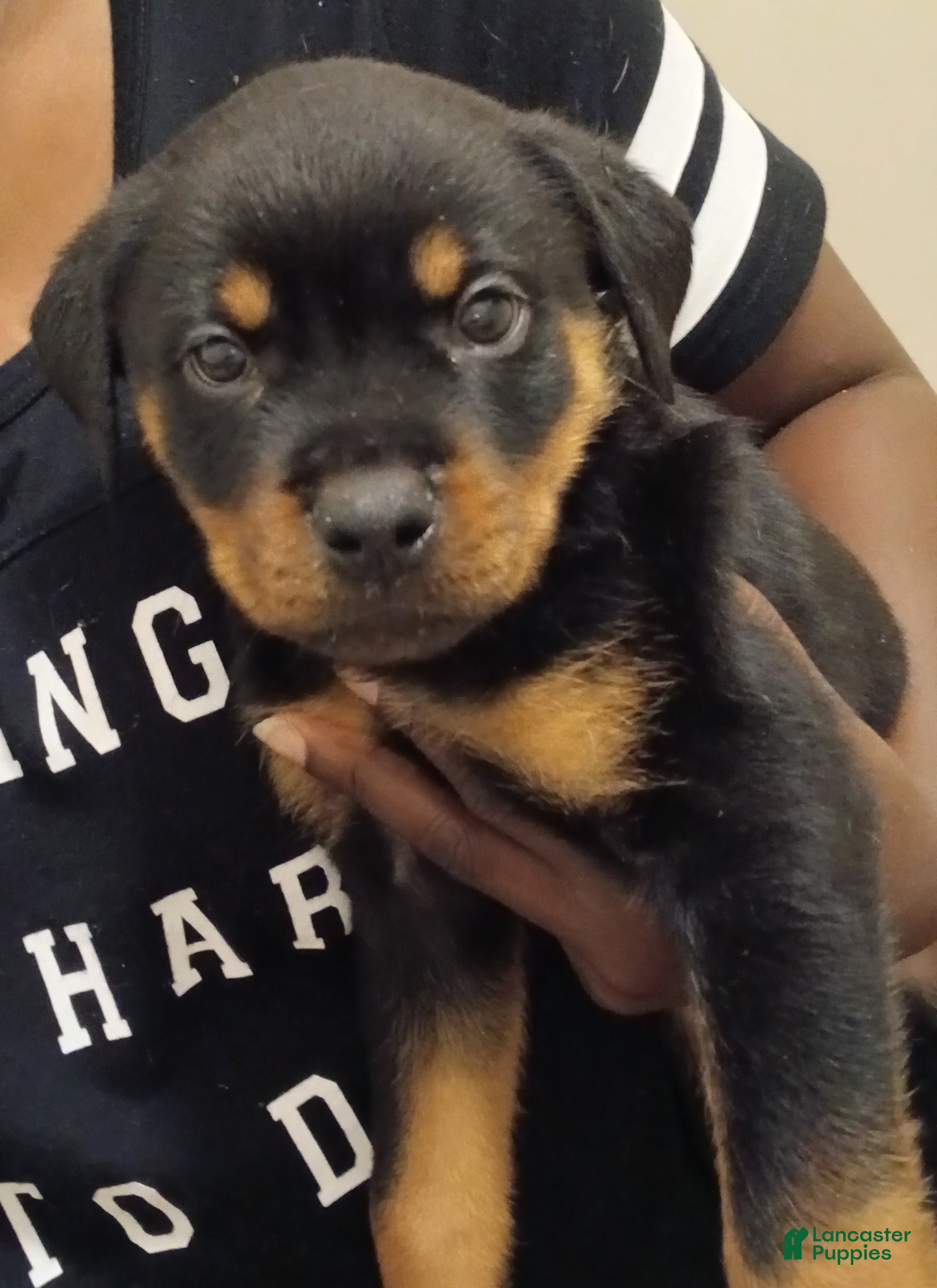 Rottweiler dogs Rottweiler 3 - Ad 28