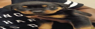 Rottweiler 3