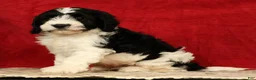 Cavapoo dogs for sale: Barney - Ad 5