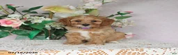 Cavapoo dogs for sale: Lila  - Ad 4