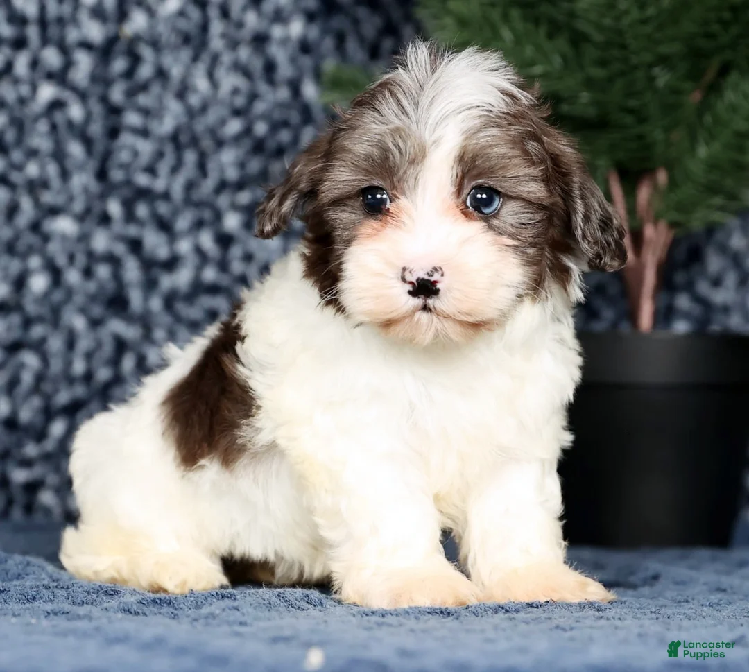 Havapoo dogs for sale: Lainey - Ad 5