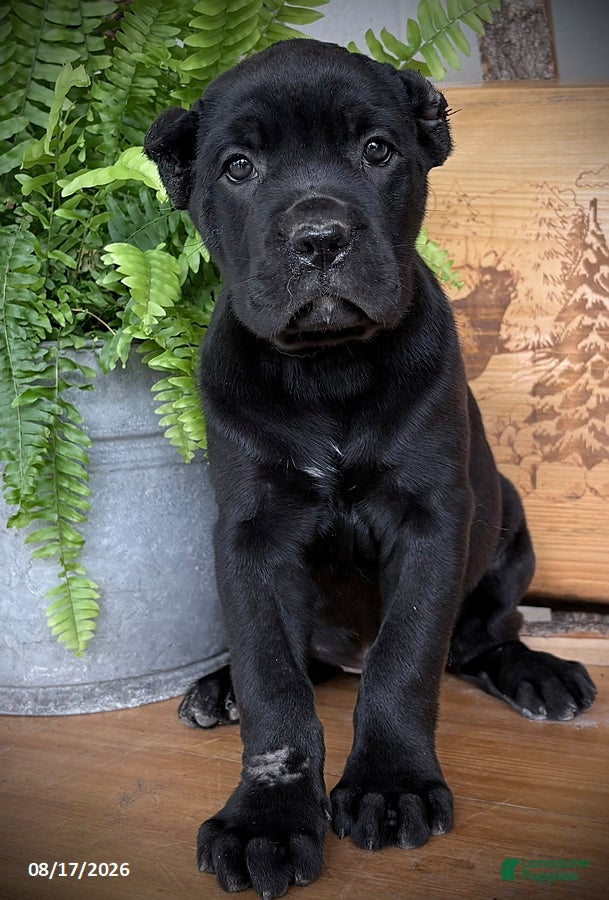 Cane Corso dogs Sabrina - Ad 1