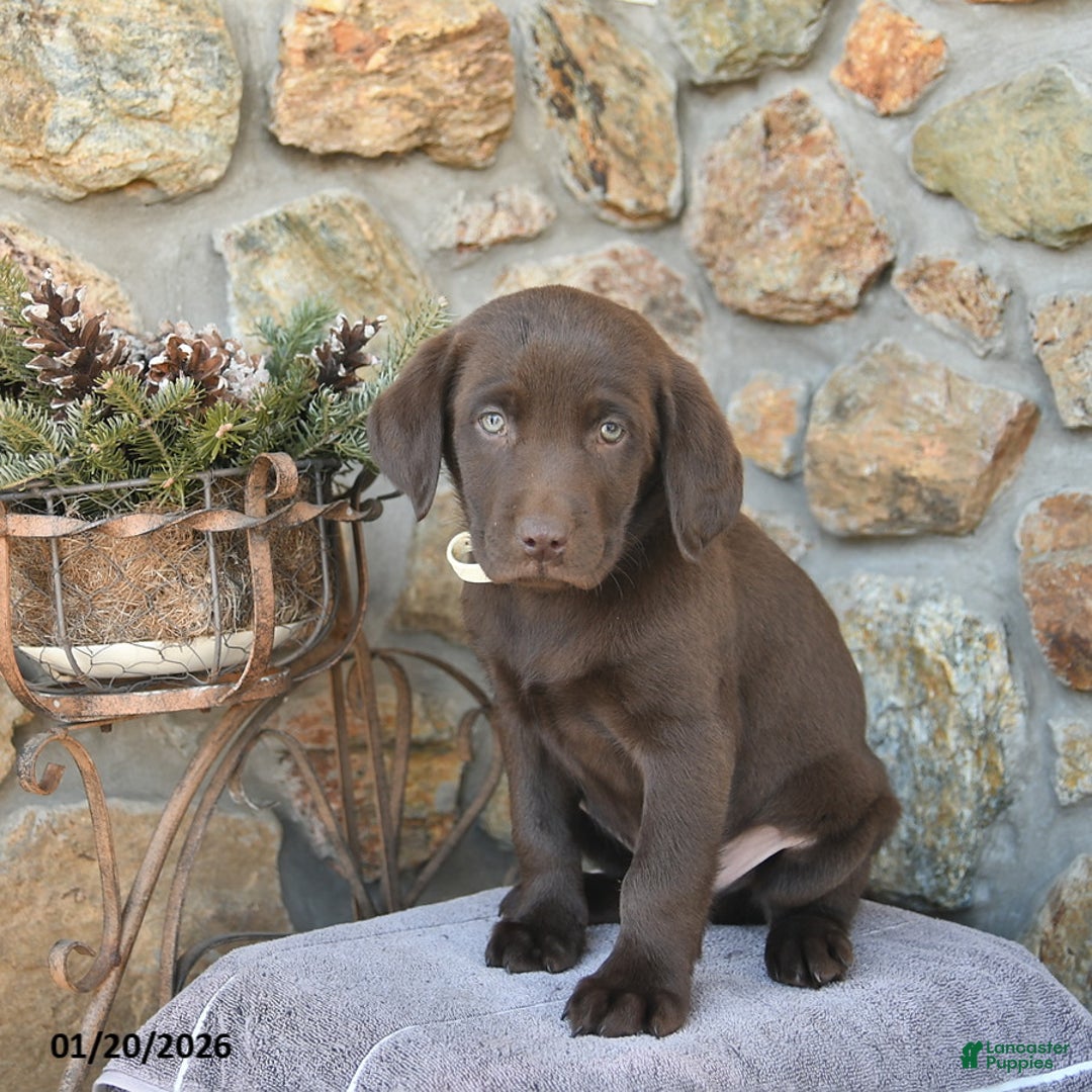 Labrador Retriever dogs for sale: Jaden  - Ad 3