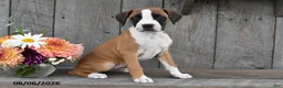 Boxer dogs for sale: Harper - Ad 3