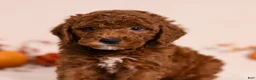 Miniature Poodle dogs for sale: Ned - Ad 4