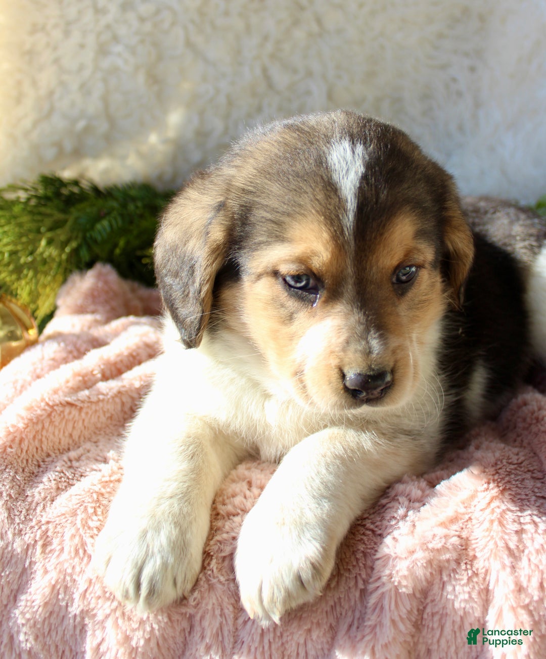 Mixed Breed dogs for sale: Molly - Ad 5