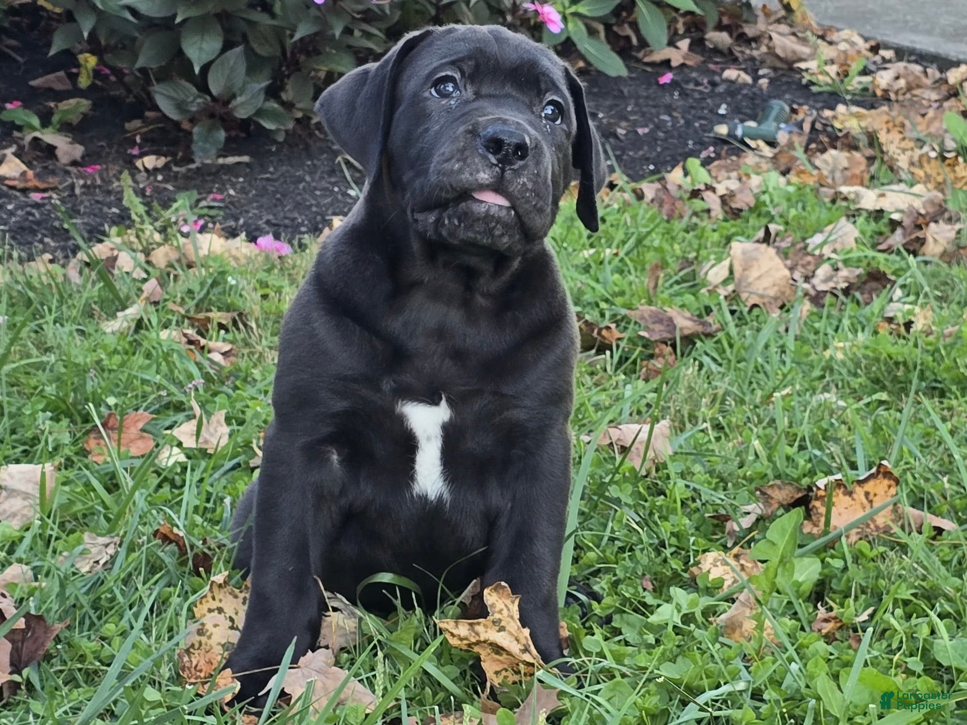 South African Boerboels dogs for sale: Carrie - Ad 2
