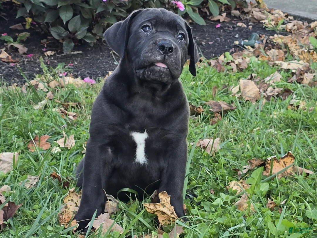 South African Boerboels dogs for sale: Carrie - Ad 2
