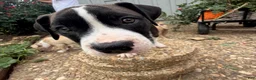 American Bully dogs for sale: Lillie - Ad 2