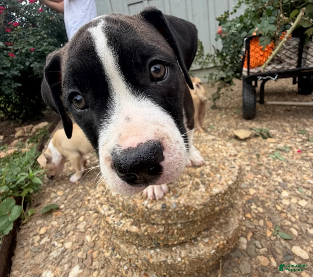American Bully dogs for sale: Lillie - Ad 2