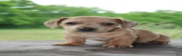 Miniature Dachshund dogs for sale: Tucker - Ad 1
