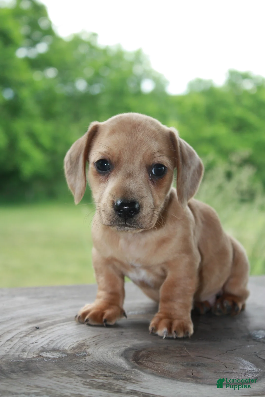 Miniature Dachshund dogs for sale: Tucker - Ad 1