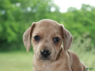 Miniature Dachshund dogs for sale: Tucker - Ad 2