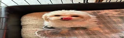 Maltipoo dogs for sale: Mr. Marshmello - Ad 10