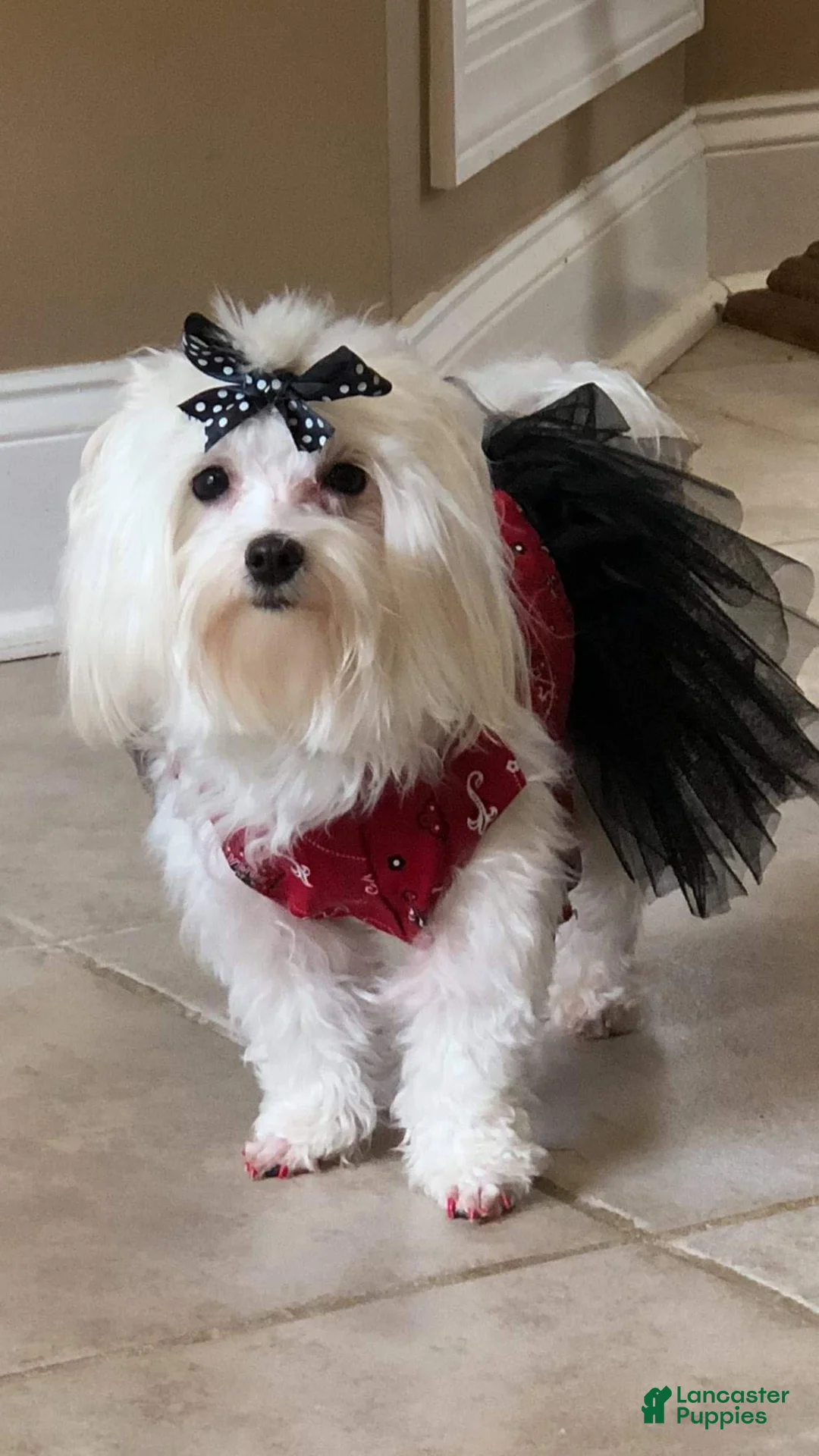 Maltese dogs for sale: Maltese 1 - Ad 2