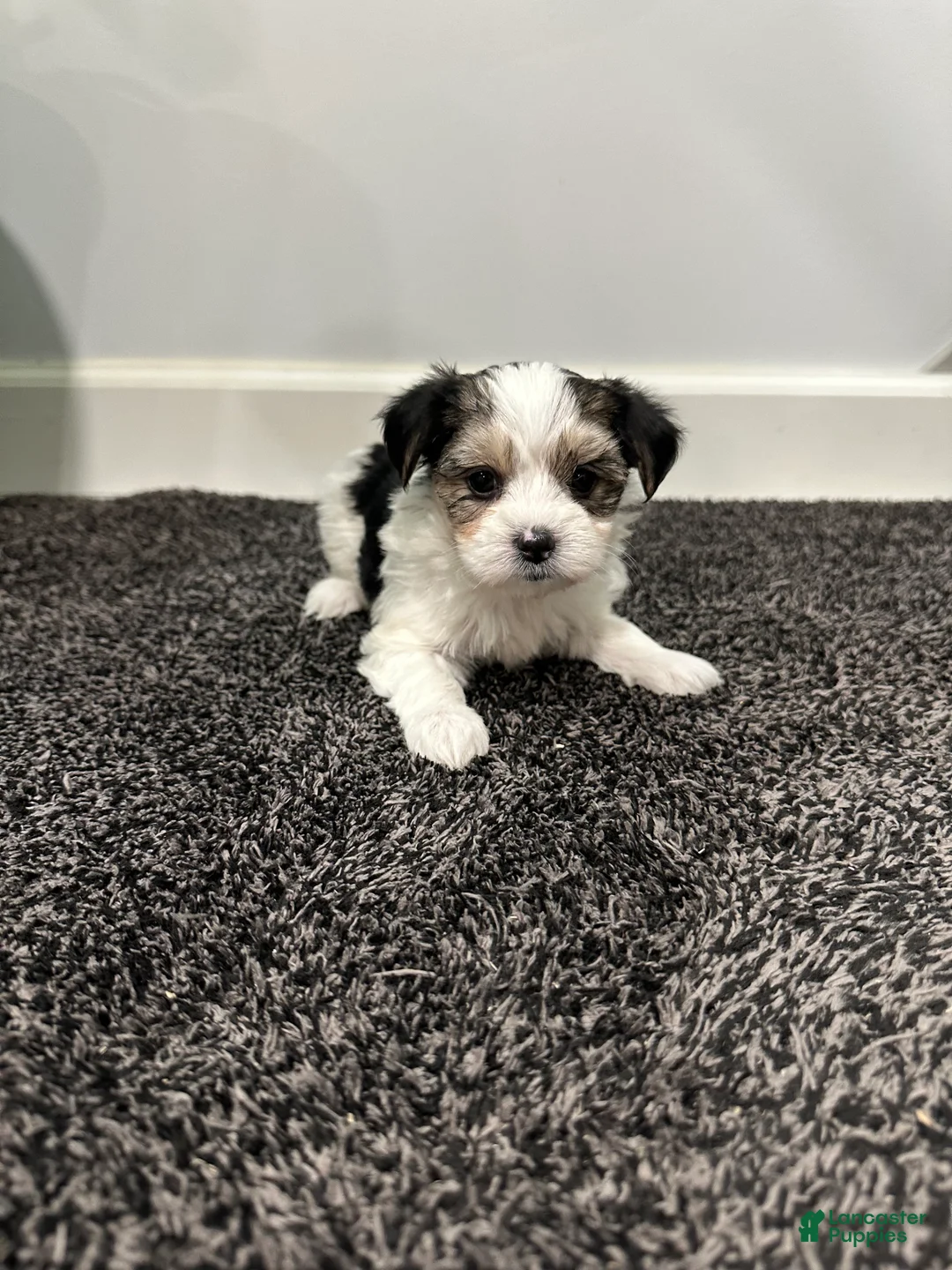 Morkie dogs for sale: Morkie Puppy 2 - Ad 2