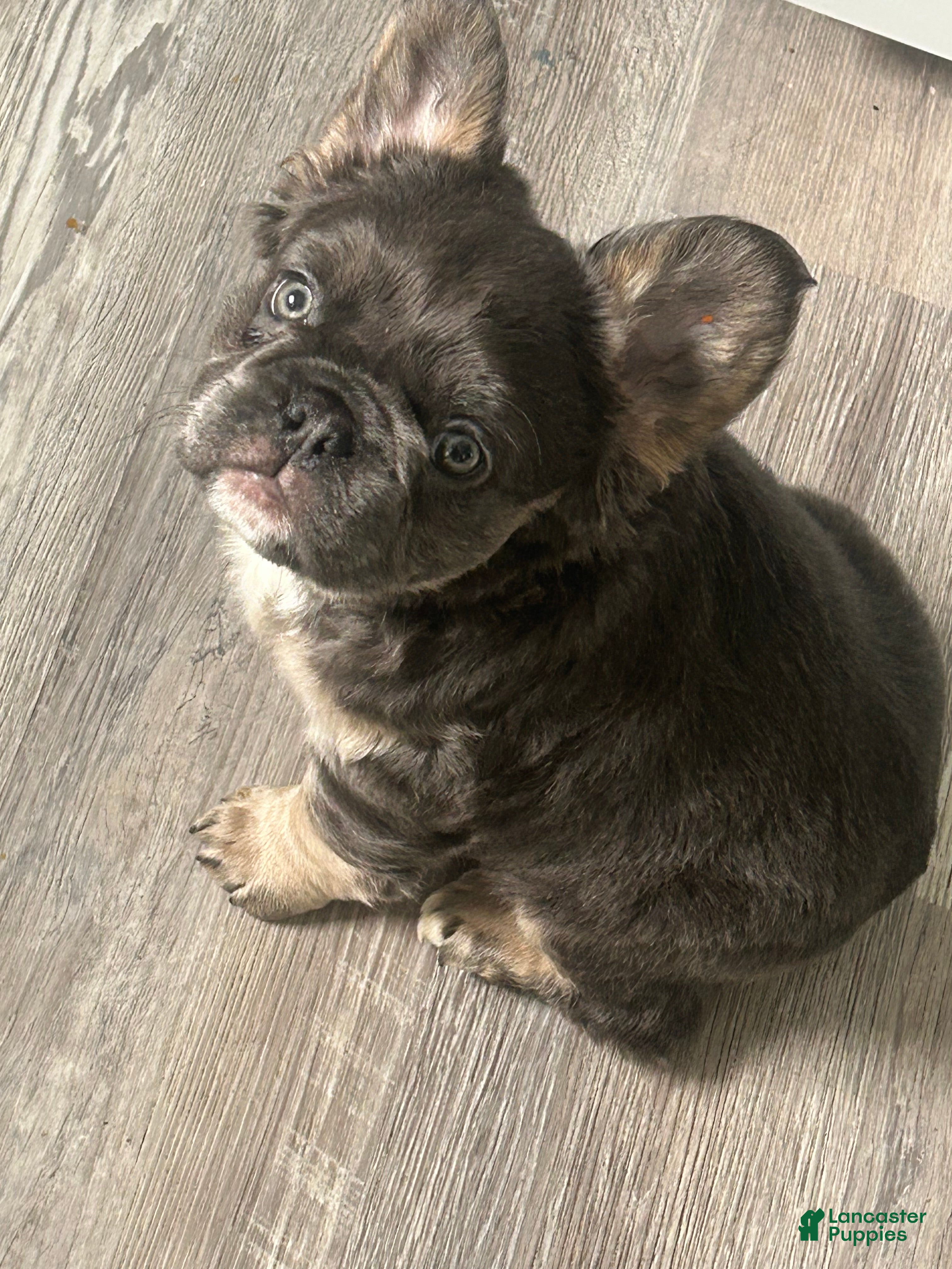 French Bulldog dogs French Bulldog Puppy 2 - Ad 1