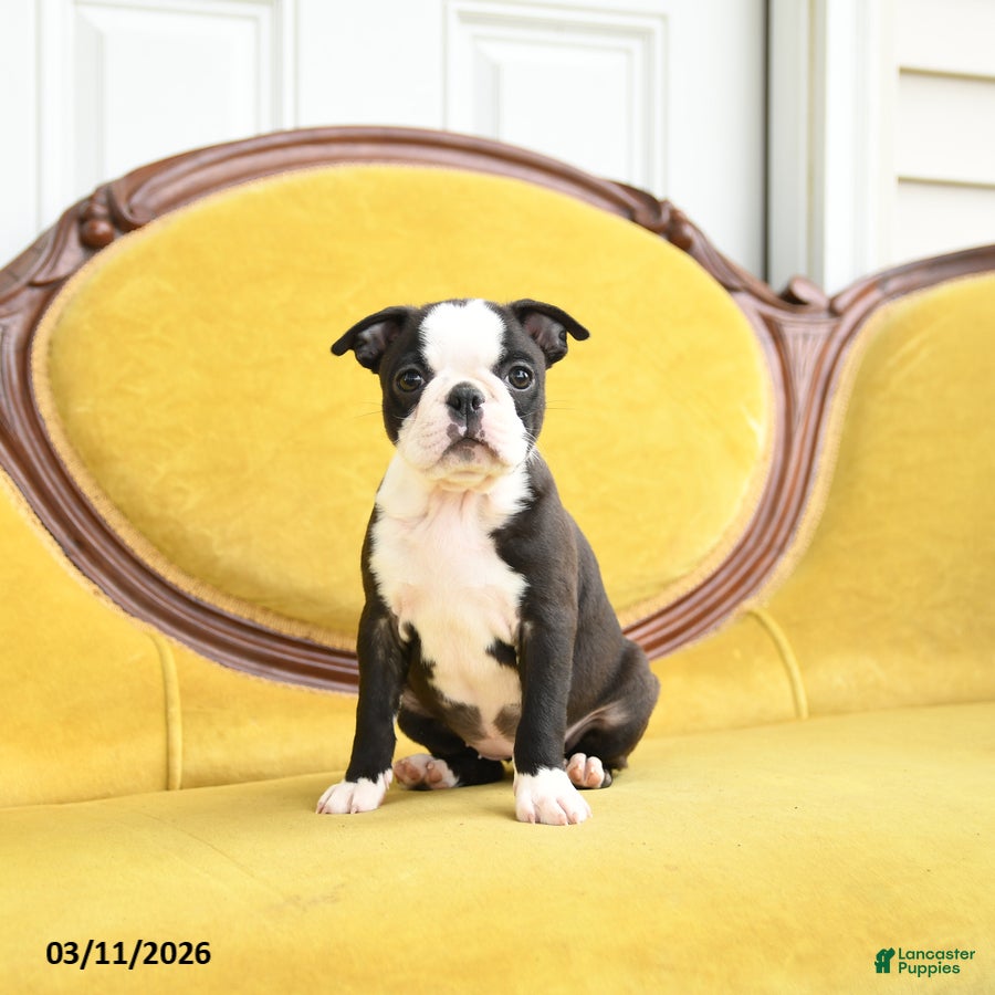 Boston Terrier dogs Sindy - Ad 1