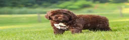 Portuguese Water Dog dogs for sale: River - Ad 5