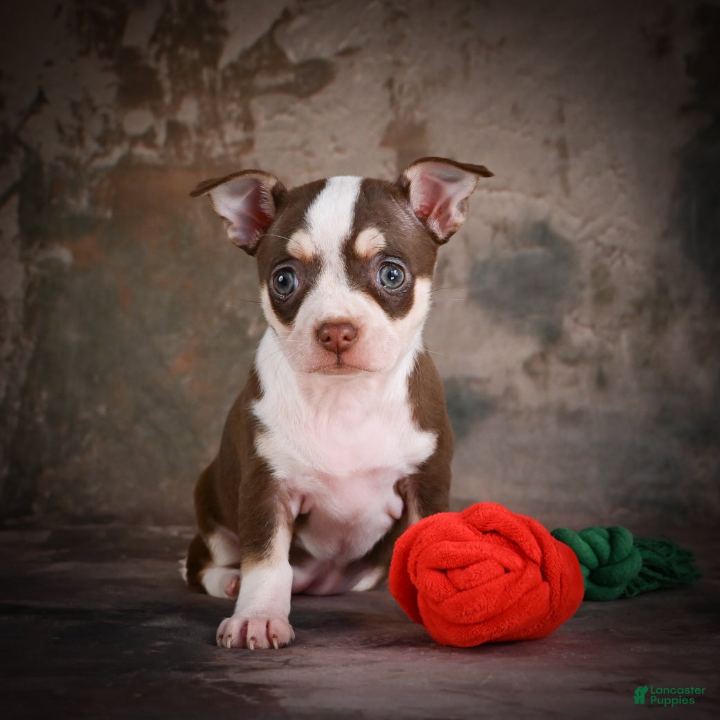 Chihuahua dogs for sale: CoCo - Ad 5